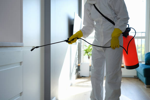 Home Mold Removal in Lemont, PA