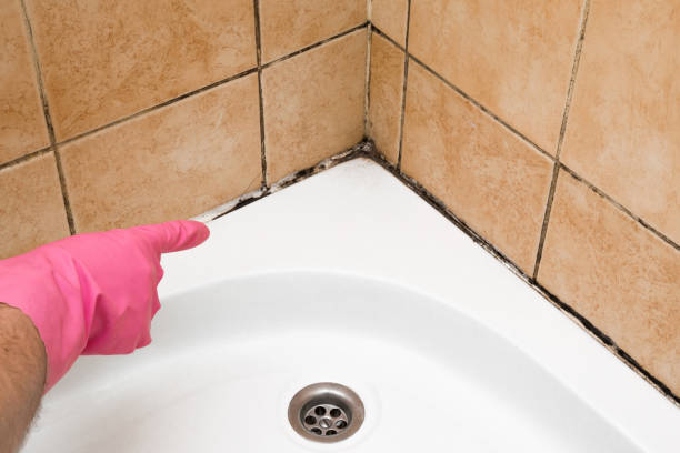 Best Toxic Mold Removal  in Lemont, PA