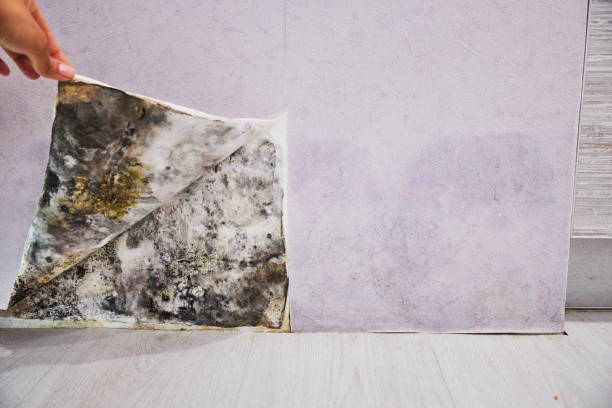 Best Best Mold Removal Companies  in Lemont, PA
